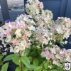 Hydrangea paniculata 'Panflora' - Aedhortensia 'Panflora' C5/5L